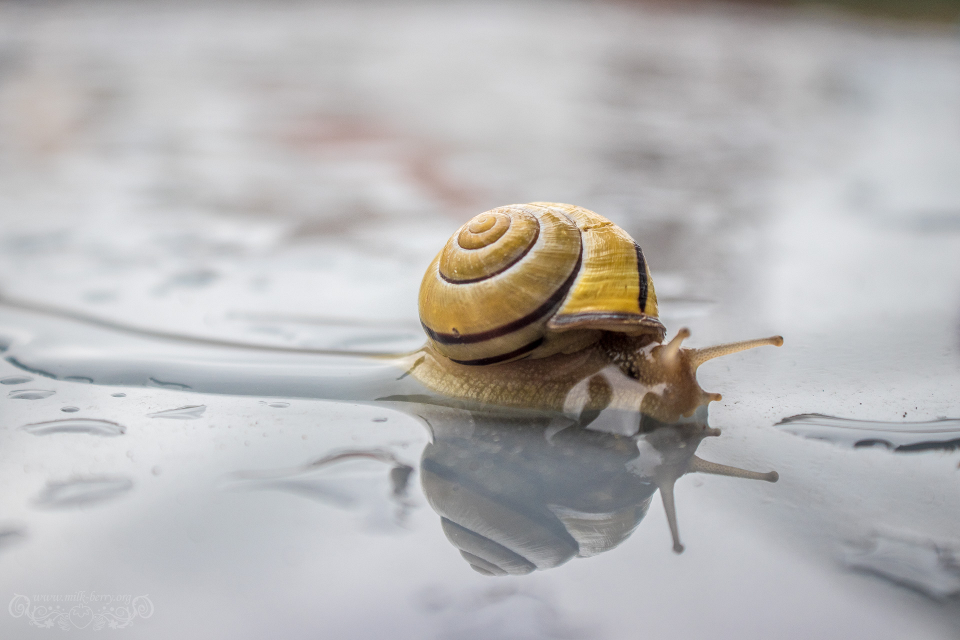 snail09