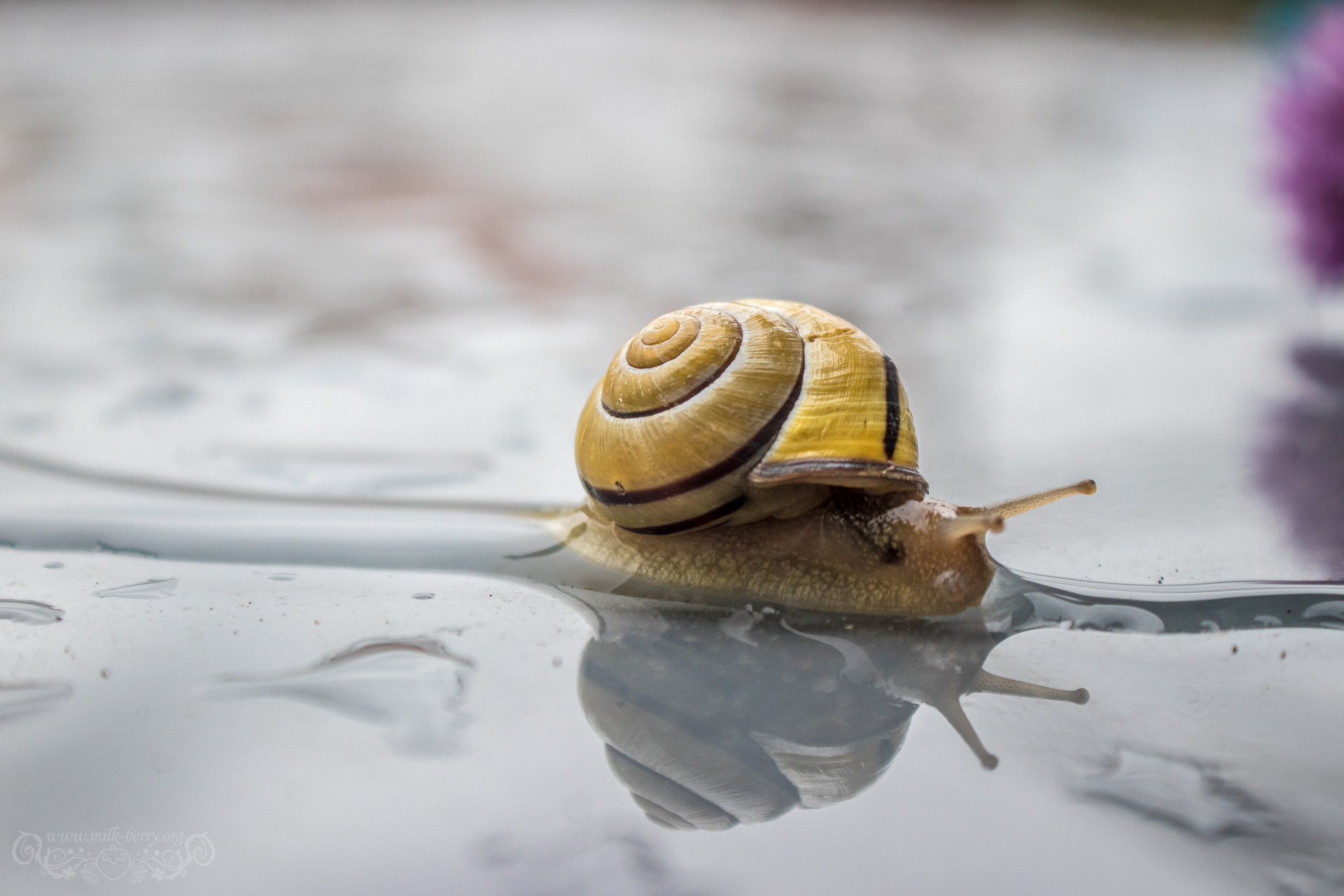 snail10