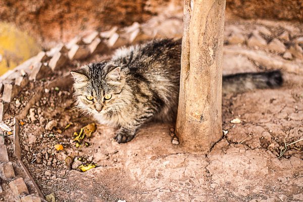 Les chats au Maroc
