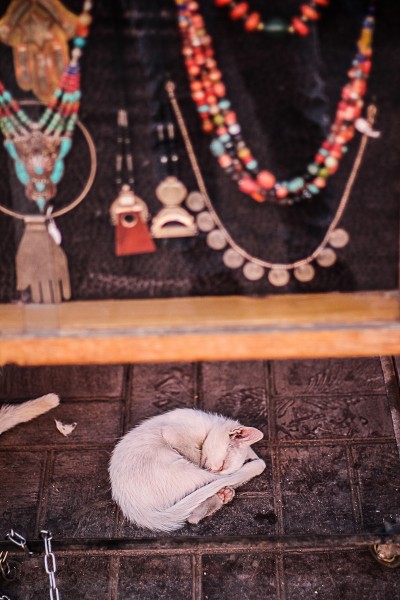 Les chats au Maroc