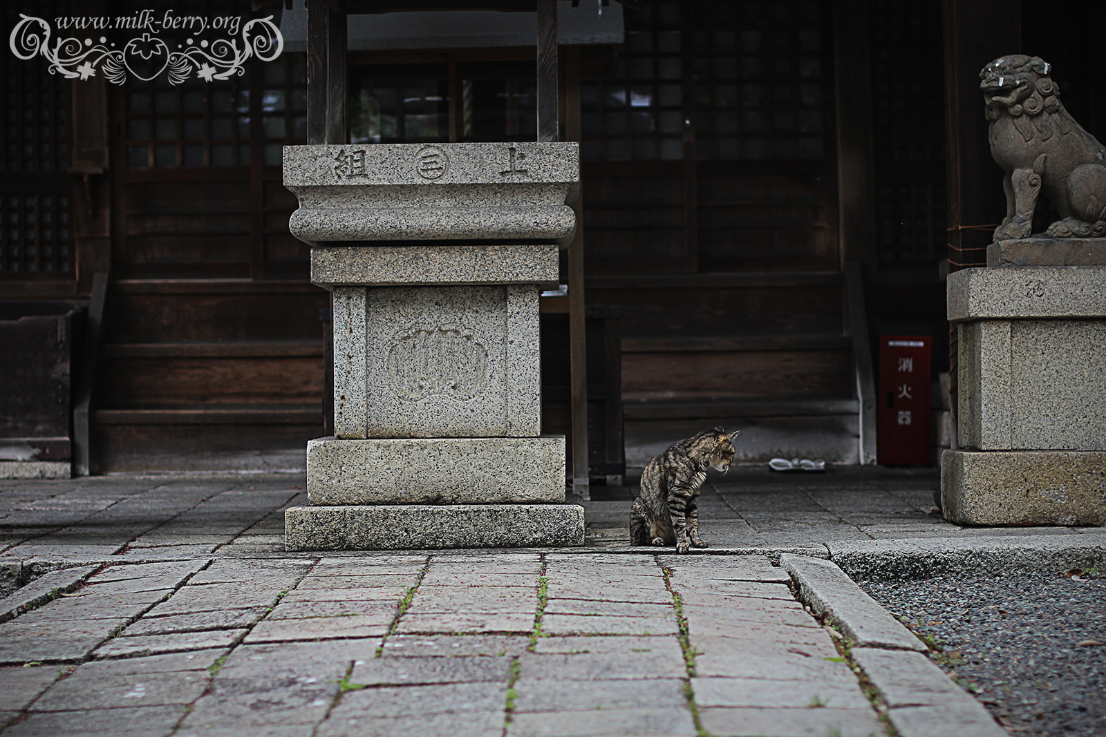 Japon – Les chats