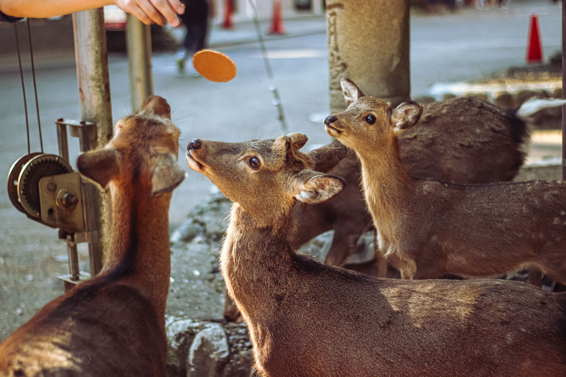 Les cerfs de Nara