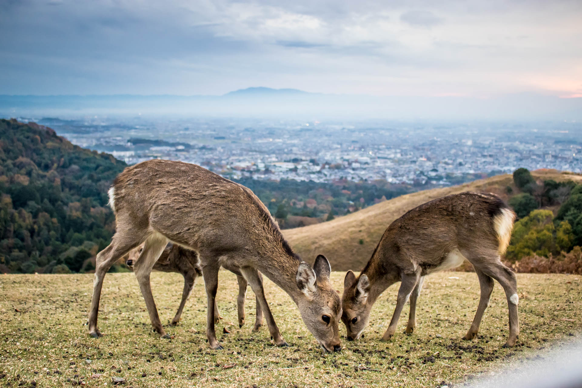 Nara, Mont Wakakusa