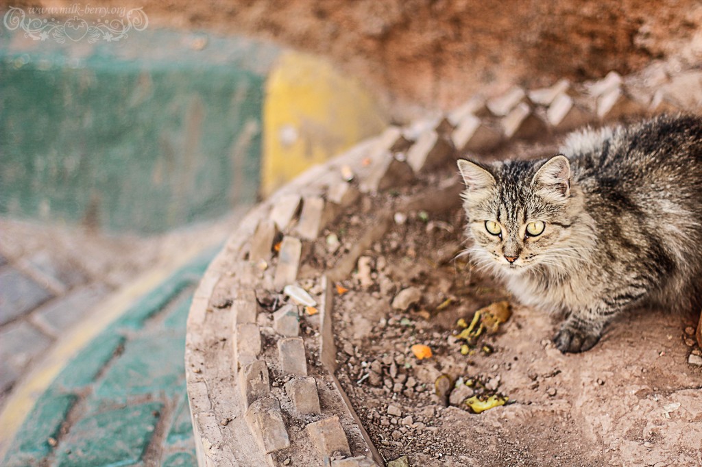 Marrakech - Les chats