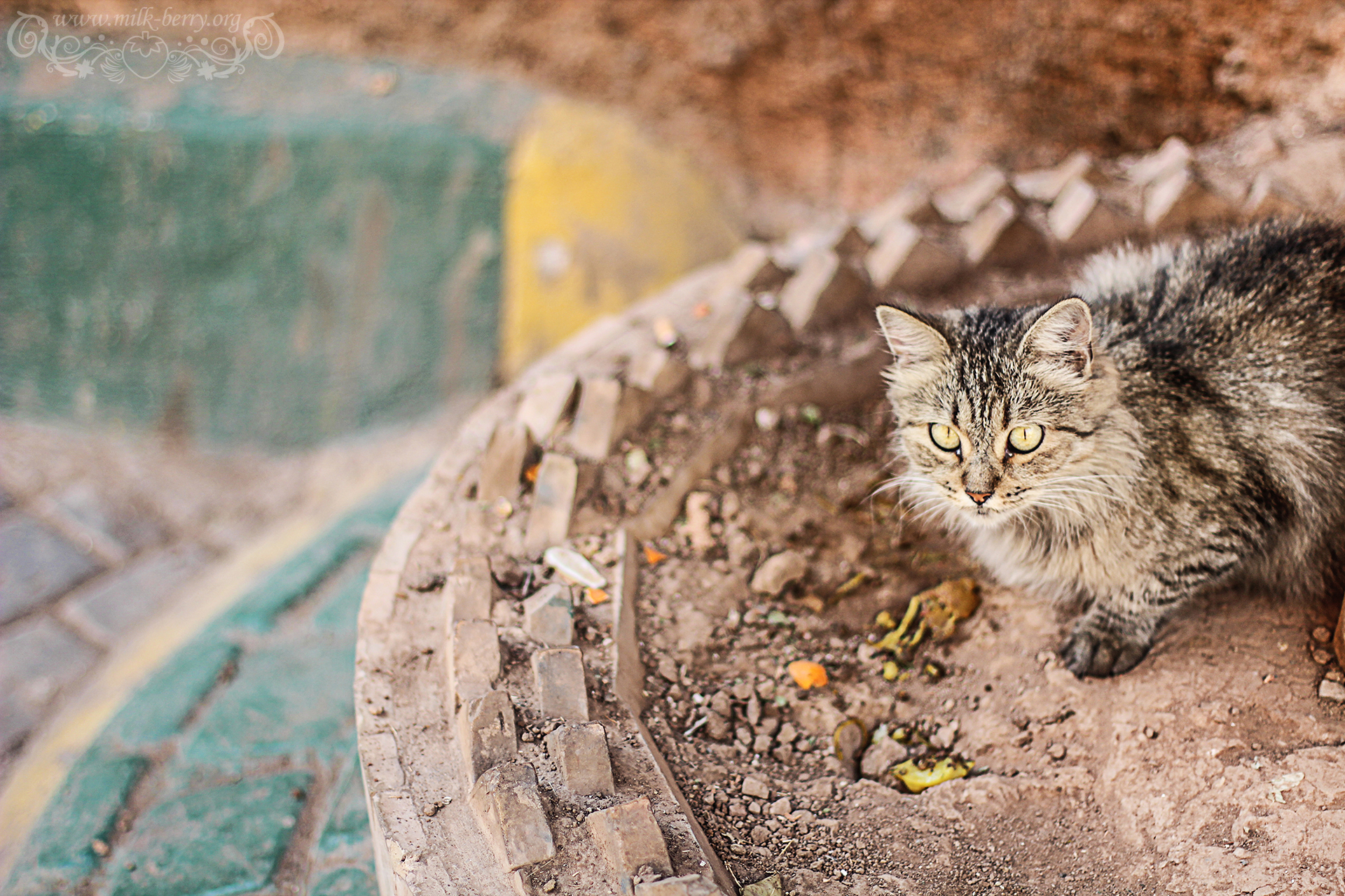 Marrakech – Les chats